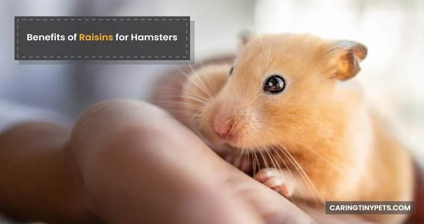 Benefits of Raisins for Hamsters
