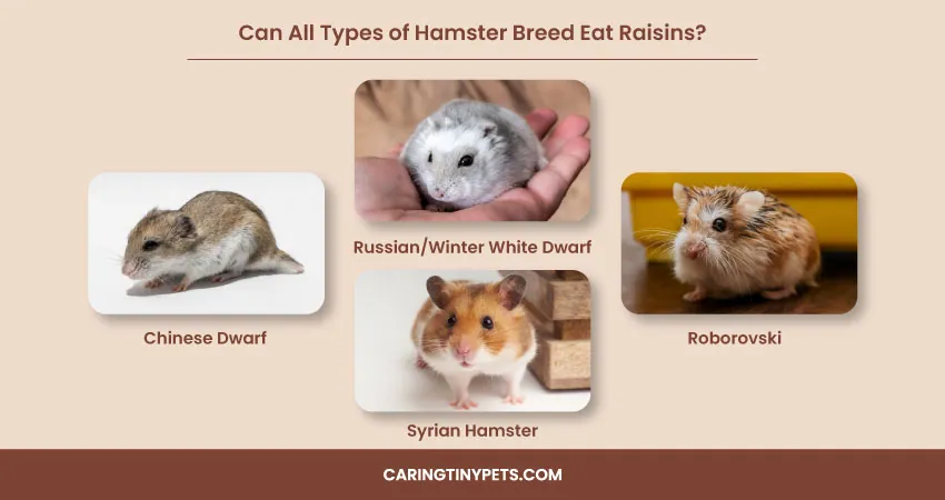 Can All Types of Hamster Breed Eat Raisins