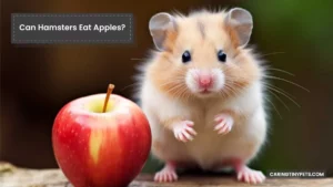 Can Hamsters Eat Apples? (Nutritious Treats + Feeding Tips)