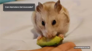 Can Hamsters Eat Avocado? What You Need to Know