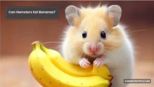 Can Hamsters Eat Bananas