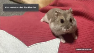 Can Hamsters Eat Blackberries – Are Blackberries Safe For Hamsters?