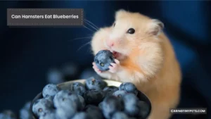 Can Hamsters Eat Blueberries: A Guide to Safe and Healthy Treats