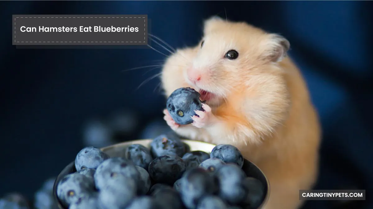 Can Hamsters Eat Blueberries
