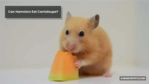 Can Hamsters Eat Cantaloupe? Facts You Need To Know!