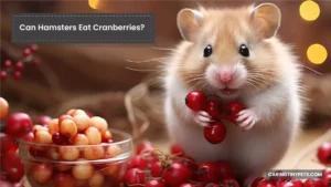 Can Hamsters Eat Cranberries? Everything You Need To Know