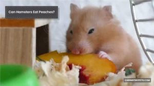 Can Hamsters Eat Peaches? A Peek Into Healthy Hamster Diet!