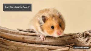Can Hamsters Eat Pears? Safe Diet For Your Fluffy Friend!
