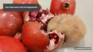 Can Hamsters Eat Pomegranate? Risks, Benefits & Alternatives