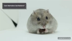 Can Hamsters Eat Raisins? Know Your Pets Better!