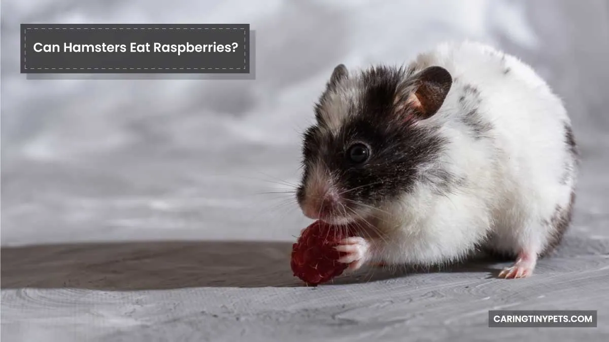 Can Hamsters Eat Raspberries
