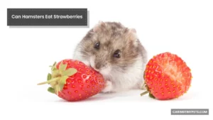 Can Hamsters Eat Strawberries? (How Much Is Safe?)