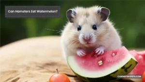 Can Hamsters Eat Watermelon