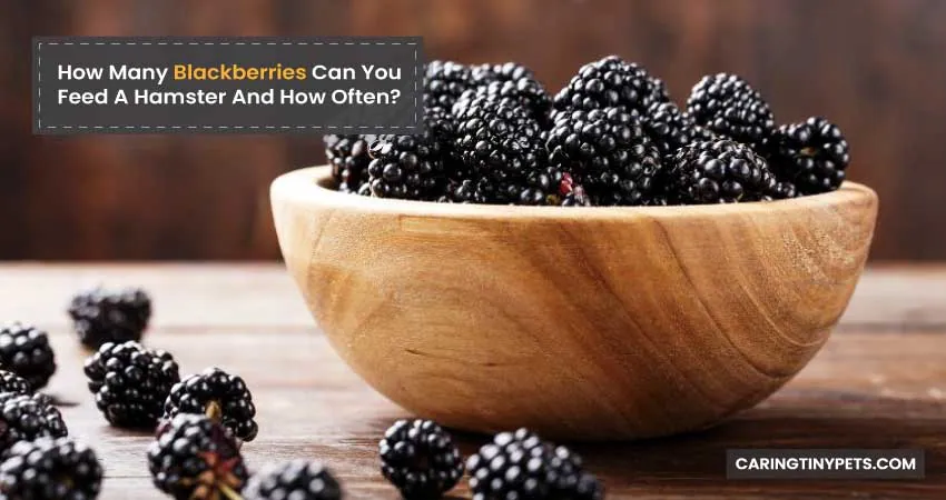 How Many Blackberries Can You Feed A Hamster And How Often
